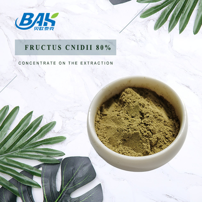Chiết xuất Halal Cnidium Monnieri Fructus Cnidii 80% bột
