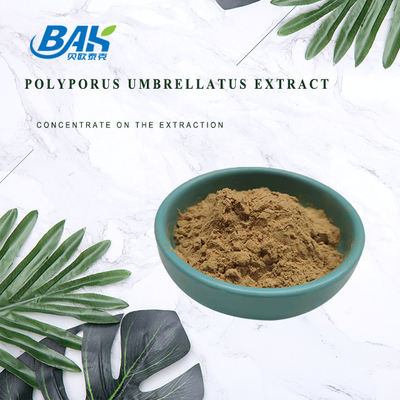 Chiết xuất nấm HPLC bổ sung Chiết xuất Polyporus Umbellatus