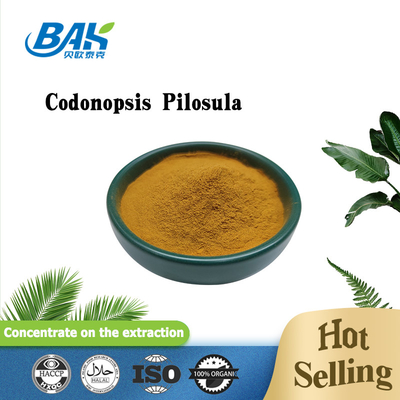 Chiết xuất thực vật Bột Codonopsis Chiết xuất rễ Bột codonopsis pilosula