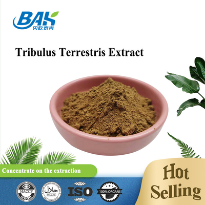Bột chiết xuất Tribulus Terrestris tự nhiên giá tốt nhất