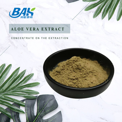 Nhà máy bán buôn chiết xuất bạc hà tinh khiết bổ sung tăng cường miễn dịch Mentha Haplocalyx Briq Brown Powder