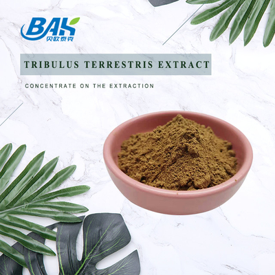 Bột chiết xuất Tribulus Terrestris tự nhiên giá tốt nhất