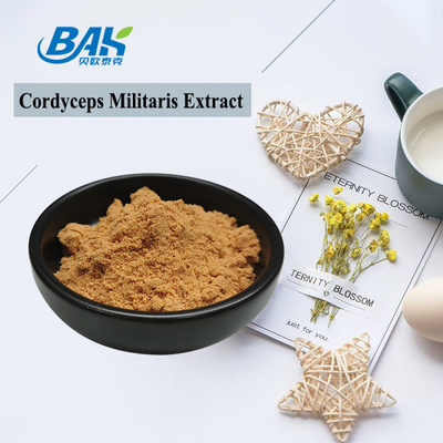 80 đến 120 Mesh Cordyceps Militaris chiết xuất bột nhà máy cung cấp