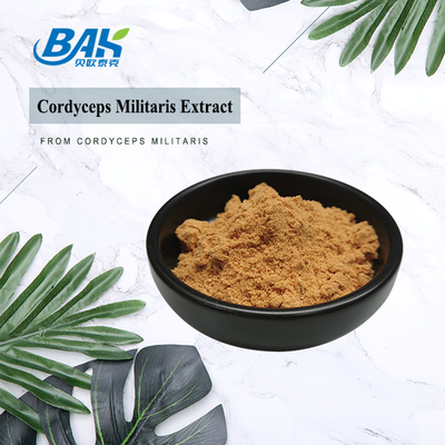 80 đến 120 Mesh Cordyceps Militaris chiết xuất bột nhà máy cung cấp