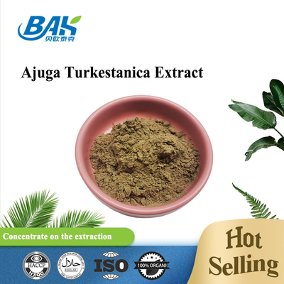 Chiết xuất Ajuga Turkestanica 2% -20%