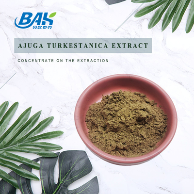 Chiết xuất Ajuga Turkestanica 2% -20%