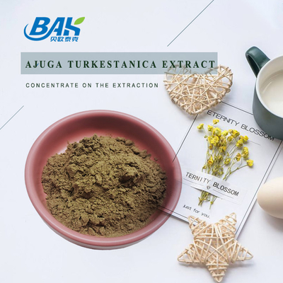 Chiết xuất Ajuga Turkestanica 2% -20%