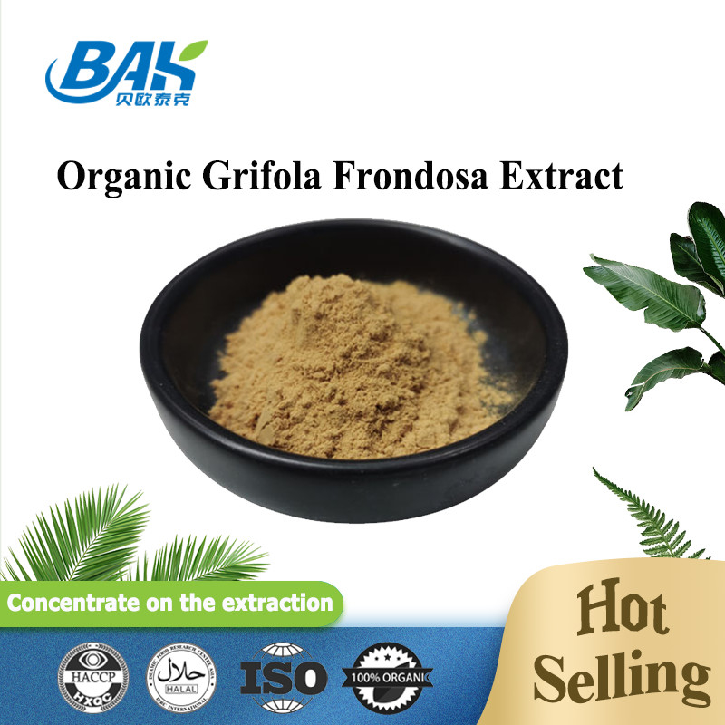 Chiết xuất Grifola Frondosa hữu cơ Beta Glucan 70% chiết xuất nấm bổ sung bột UV VIS