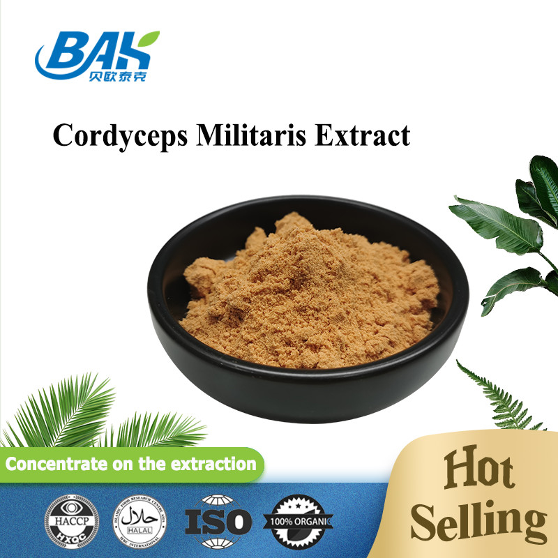 80 đến 120 Mesh Cordyceps Militaris chiết xuất bột nhà máy cung cấp